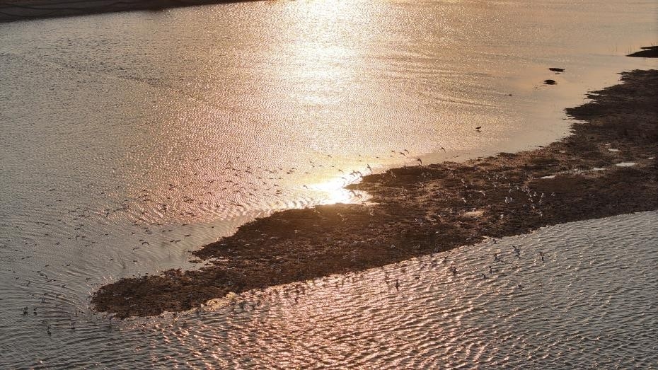 日照：“鸟群”版银河流动一幅生态画卷