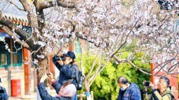 泉城春色好，万竹园杏花盛开如云似雪