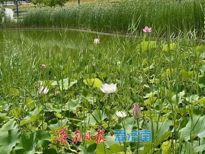 山东济南：荷花湖荷花盛放，绘就夏日美景