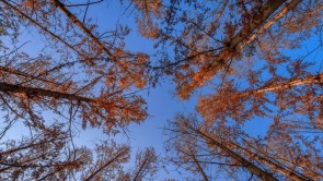 济南降温迎清透蓝天 南郊宾馆公园冬日景致美如画