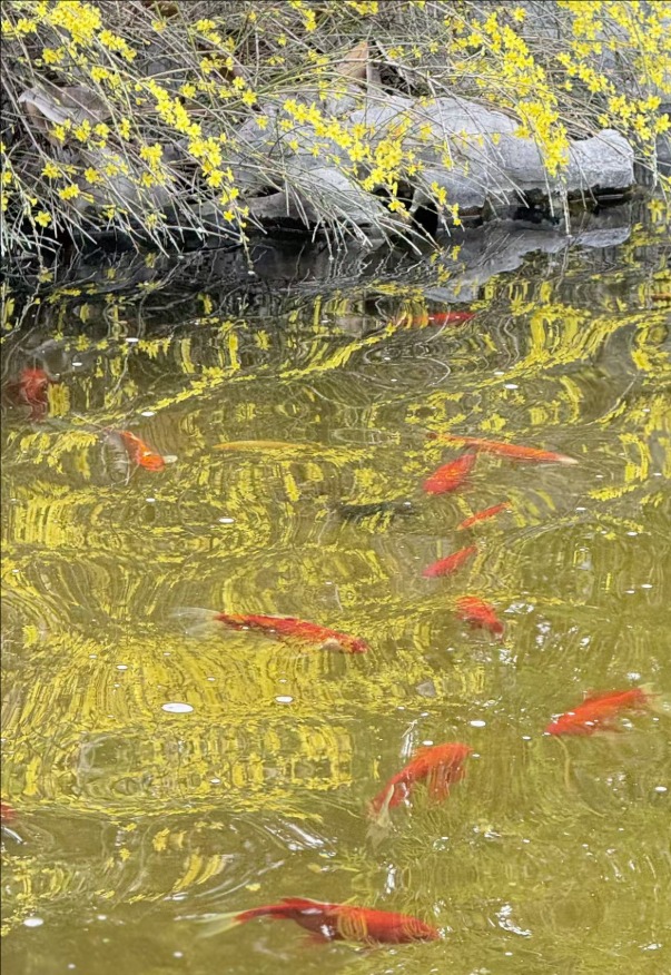 春风拂岱庙 红墙映花影_fororder_【泰安】3