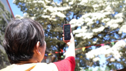 山东莱阳：百年流苏树下开讲“自然美育课”