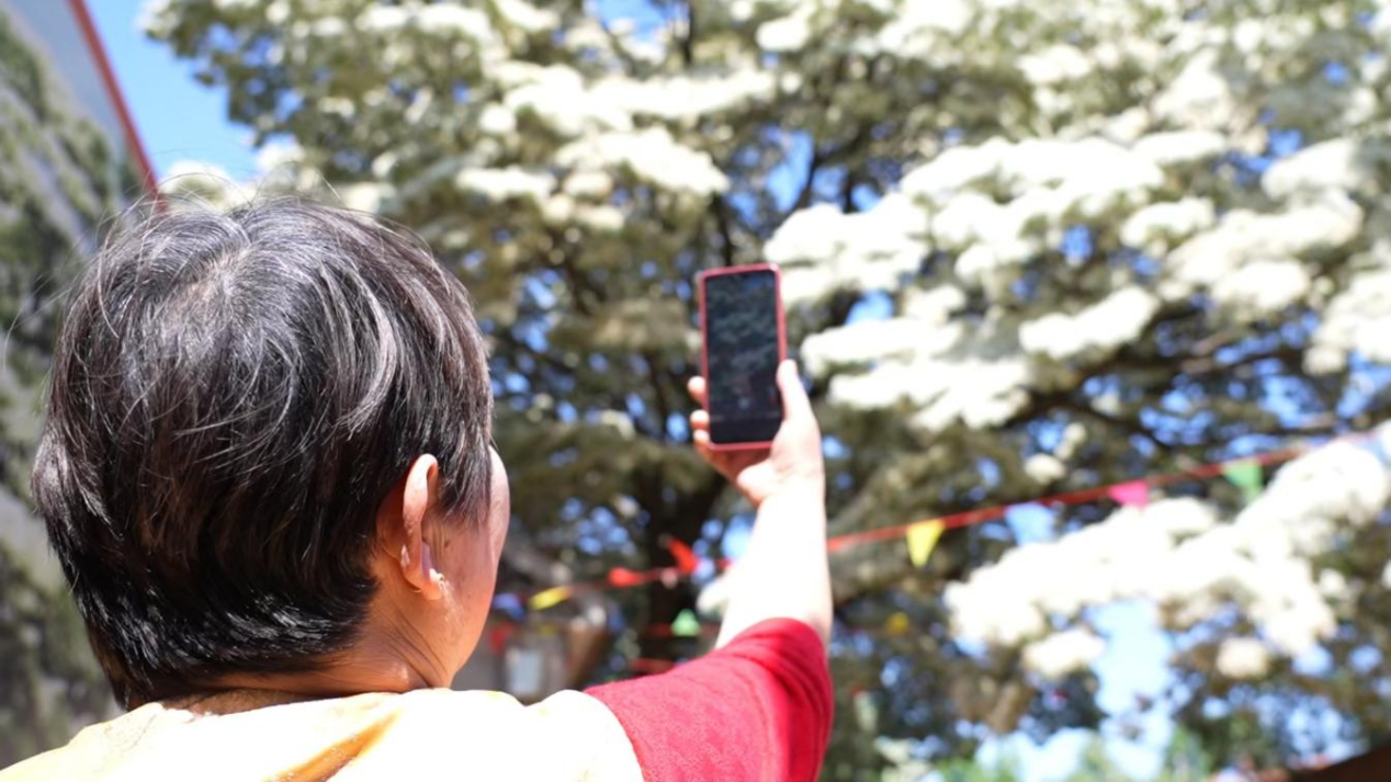 山东莱阳:百年流苏树下开讲“自然美育课”