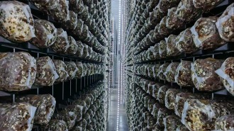 【Hi,Shandong】“Hi,Shandong—机遇中国 青岛优品”海外媒体青岛行活动探秘莱西食用菌产业，见证乡村振兴的力量
