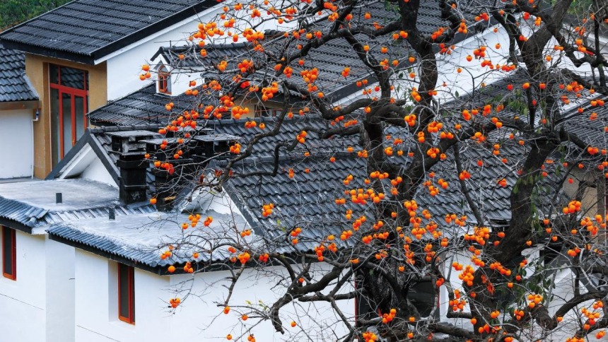 山东临朐：柿子红了，村子“活”了