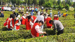 在日照，品一杯听海长大的茶｜青春思政课