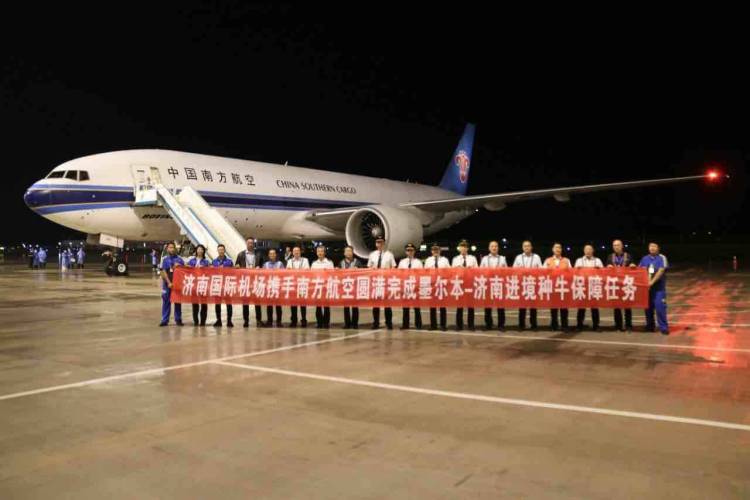 山东首批空运种牛自遥墙机场进境_fororder_A2