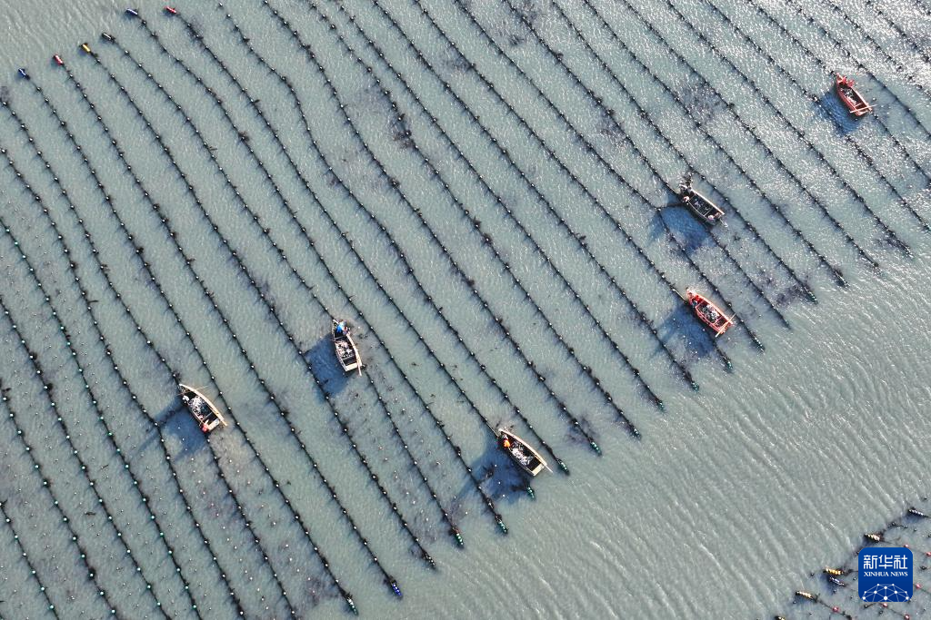 山东荣成：18万亩海带进入间割收获期_fororder_【山东荣成】4