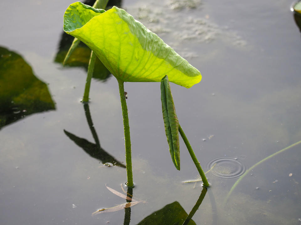 大明湖初夏画卷：荷叶尖尖，水鸟翩跹