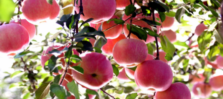 Стоимость бренда яблок городского уезда Цися уверенно занимает первое место среди уездных брендов яблок Китая_fororder_8348fce9324441d5951a2ccf0fd05cc2.800x455