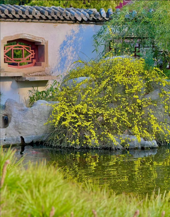 春风拂岱庙 红墙映花影_fororder_【泰安】9