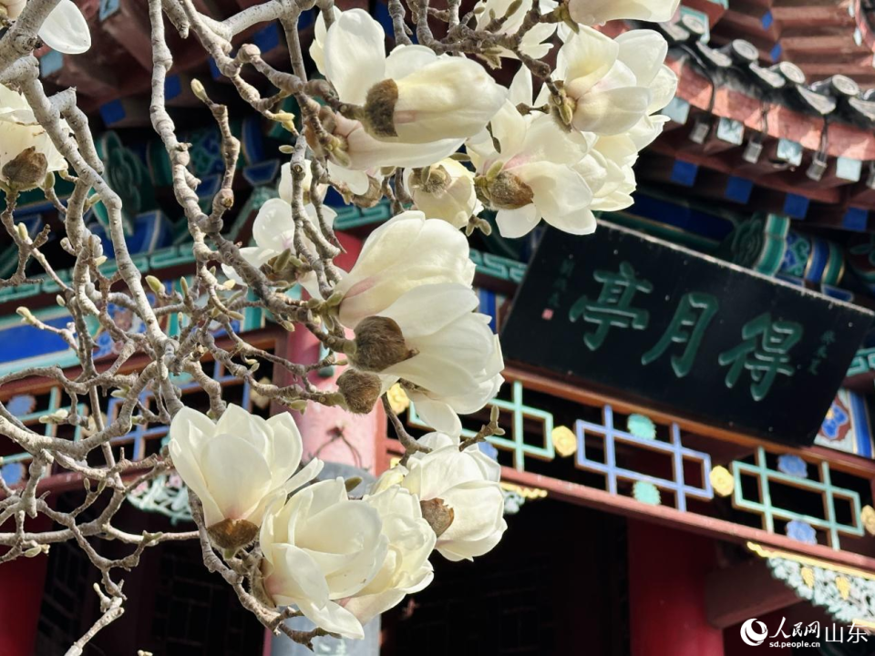 春染明湖 繁花入画_fororder_006