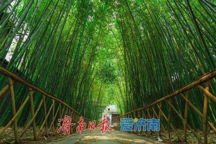酷暑时节，来济南万竹园解锁夏日清凉