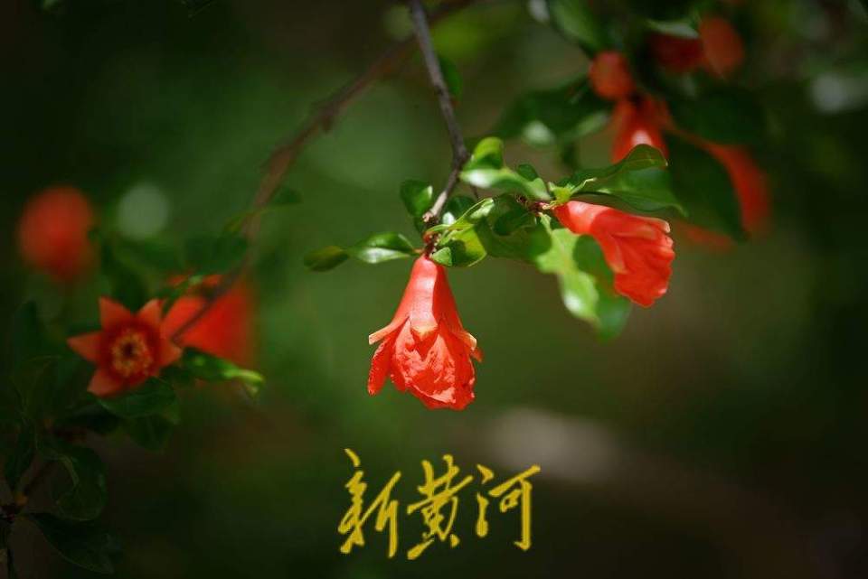 济南：泉城公园石榴花开 红艳娇俏