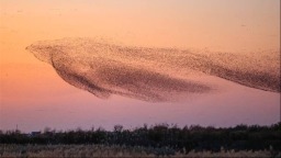 我是一只花脸鸭