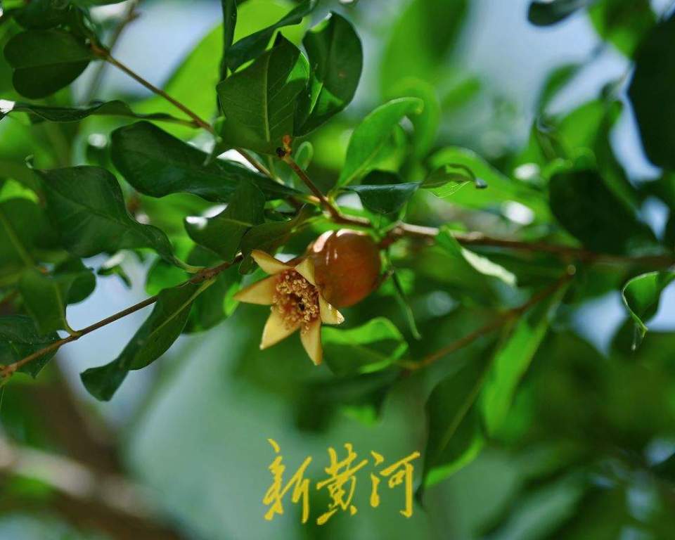 济南：泉城公园石榴花开 红艳娇俏