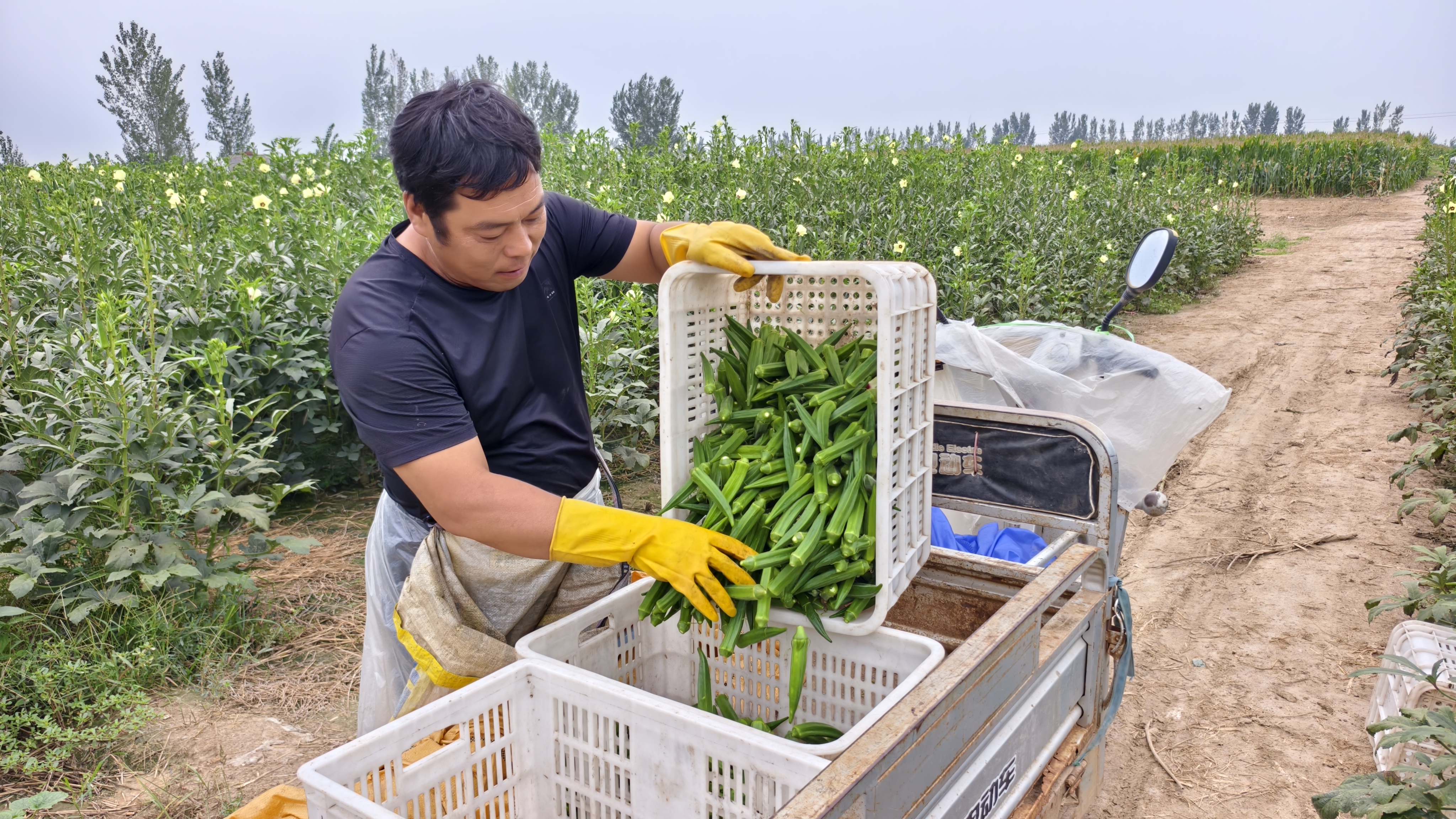 济宁鱼台：小秋葵敲开村民“致富门”_fororder_农户将采摘上来的秋葵装车 张成娥摄