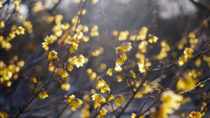 冬日济南腊梅飘香