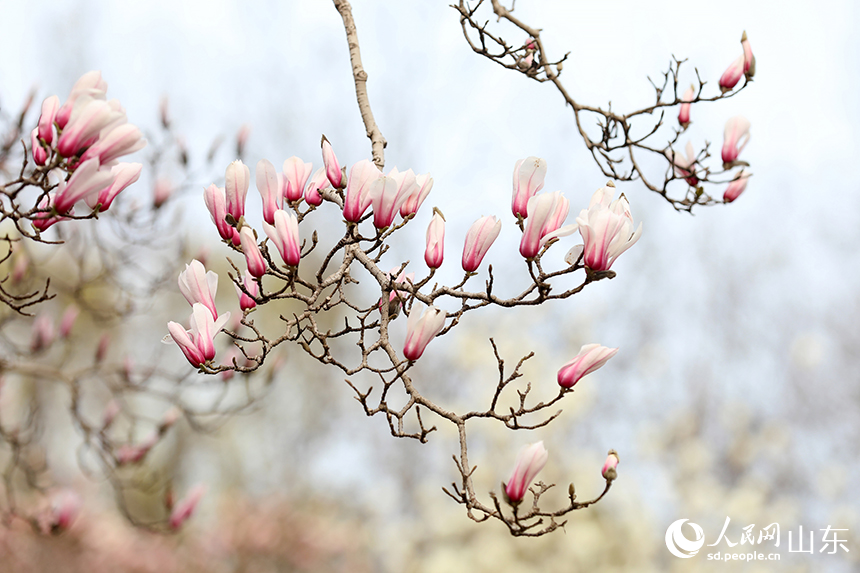 济南趵突泉玉兰盛开醉游人_fororder_【趵突泉】2