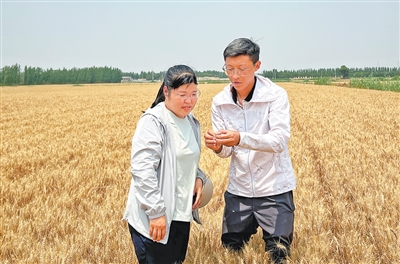 山东东营：用上小麦新品种，盐碱地亩产超1200斤