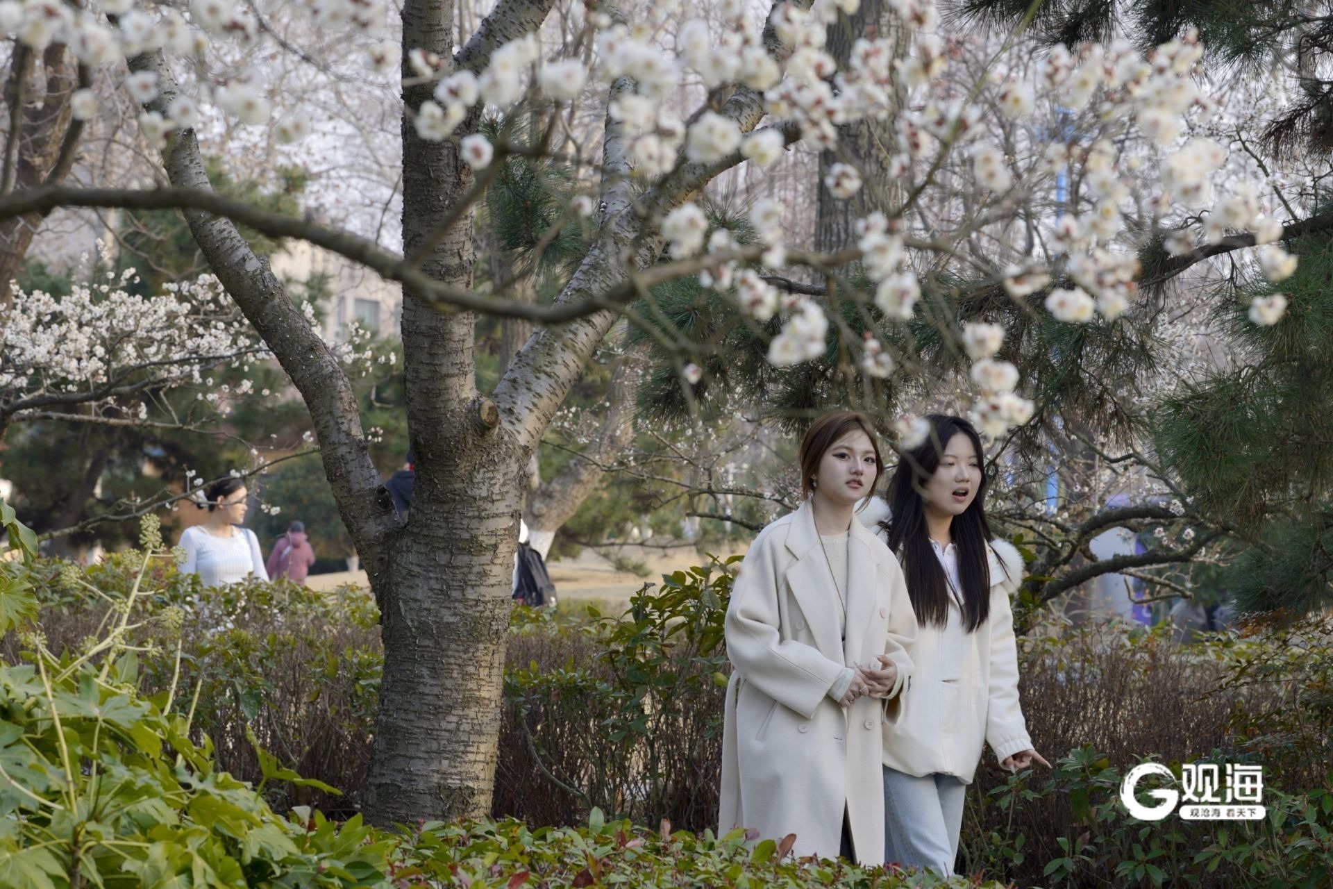 瞒不住了！青岛中山公园梅花迎来盛花期_fororder_【青岛中山公园梅花迎来盛花期】1