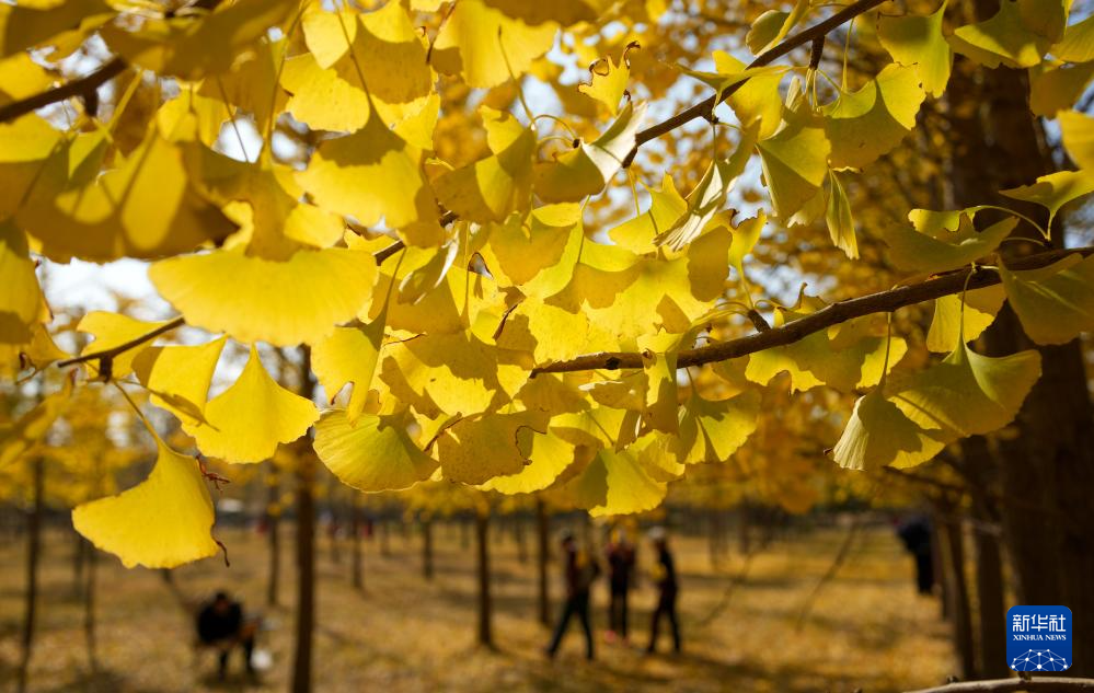 济南：银杏林里秋色浓
