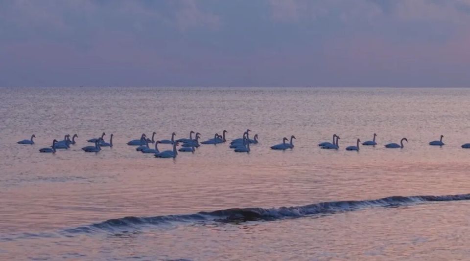 威海南海新区：冬日海湾迎“贵客”