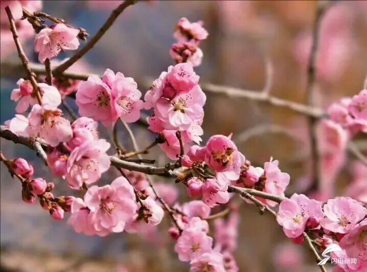 山东泰安：春到彩石溪 花开醉春风