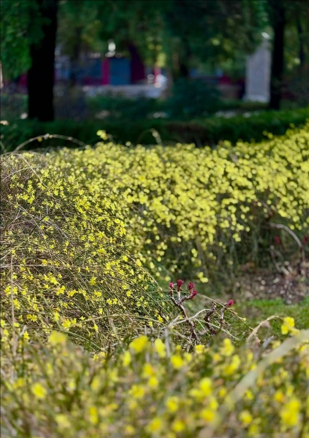 春风拂岱庙 红墙映花影_fororder_【泰安】10