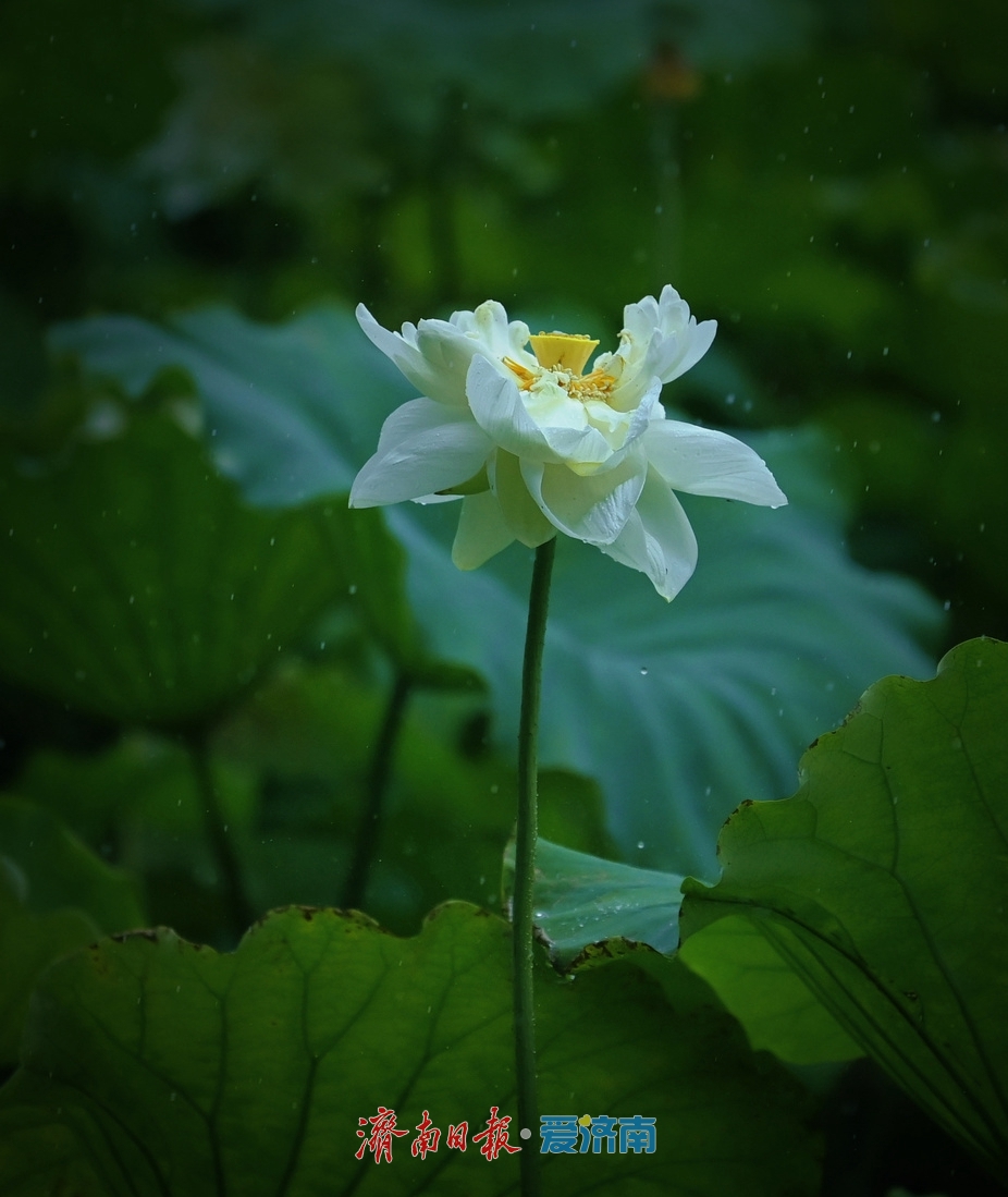 济南：雨落泉城 大明湖荷花别样娇