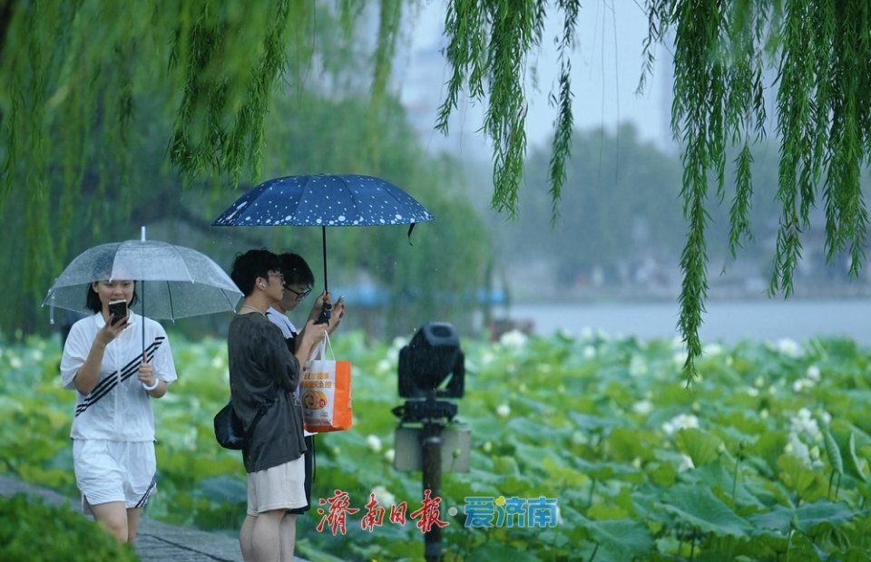 济南：雨落泉城 大明湖荷花别样娇
