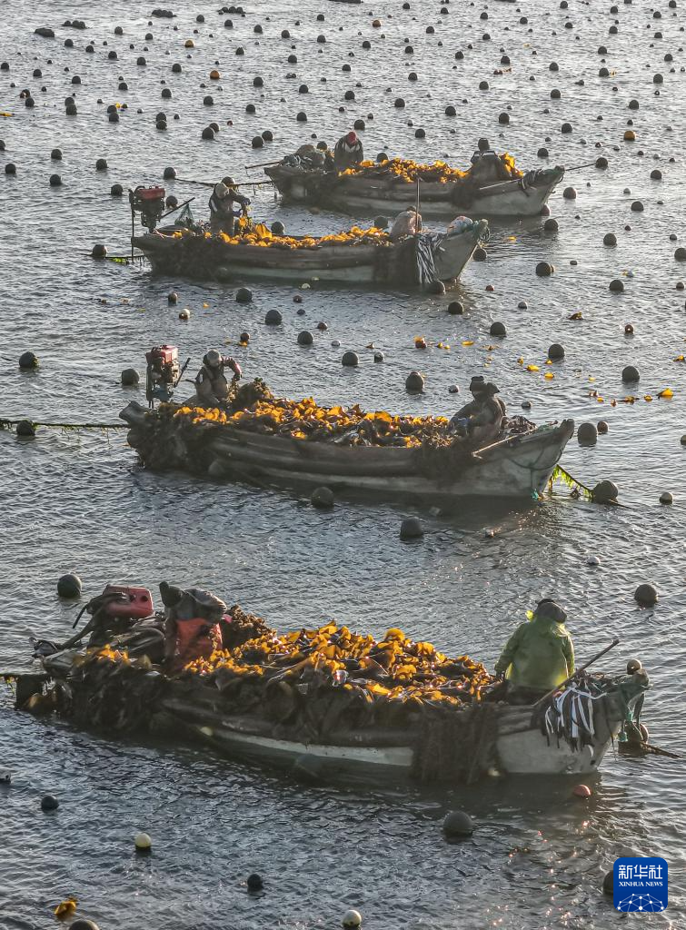 山东荣成：18万亩海带进入间割收获期_fororder_【山东荣成】3