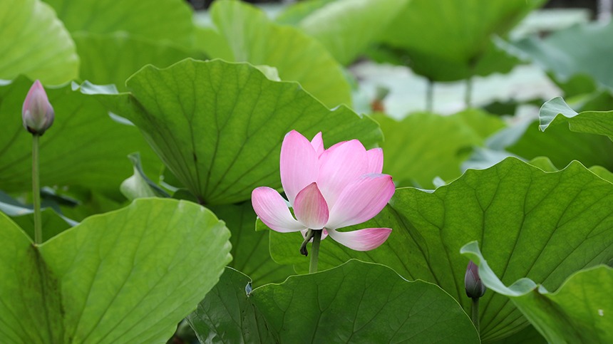 山东济南：大明湖畔荷韵飘香