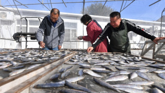 山东青岛：金风送爽晾晒忙