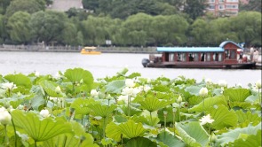 山东济南：大明湖畔荷韵飘香