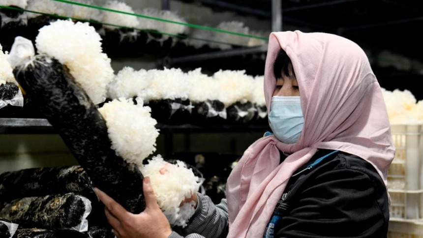 山东惠民：发展菌菇产业 赋能乡村振兴