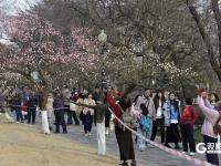 瞒不住了！青岛中山公园梅花迎来盛花期_fororder_【青岛中山公园梅花迎来盛花期】7