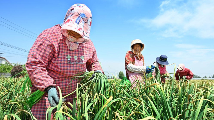山东平度：蒜薹产销平稳 采收接近尾声