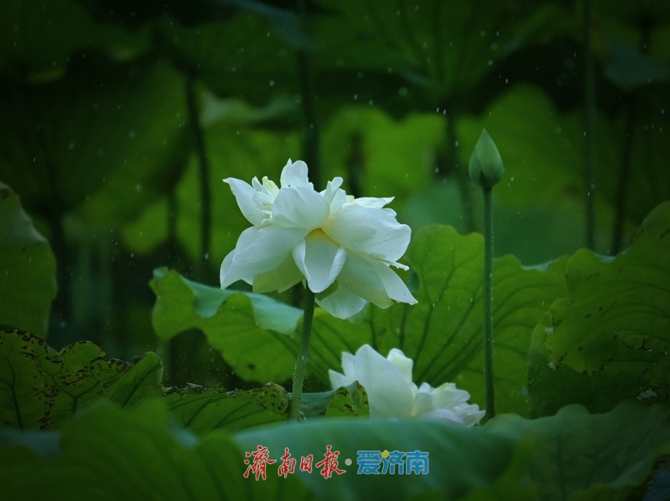 济南：雨落泉城 大明湖荷花别样娇