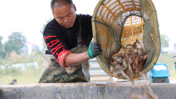 济宁鱼台：“一水双虾”立体混养趟出致富新路子