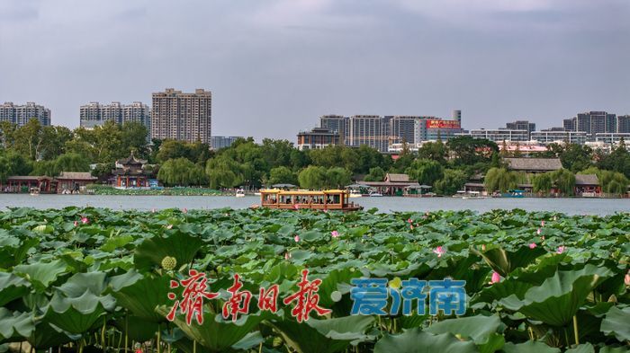 大明湖秋日荷塘：藏着泉城的专属诗意