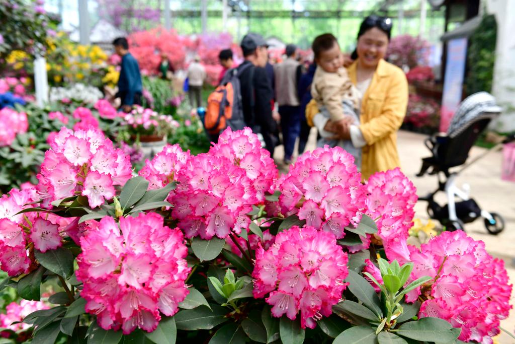 山东日照：杜鹃花开引客来_fororder_22