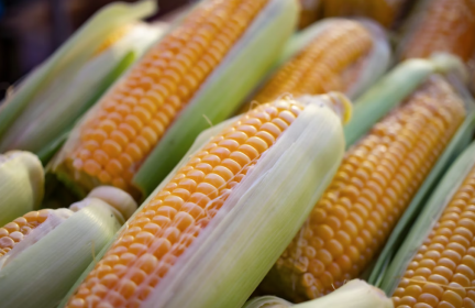 玉米市场购销两旺_fororder_ScreenShot_2026-01-07_114709_961