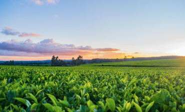 把握农业全链建设关键点_fororder_ScreenShot_2025-12-26_092616_187