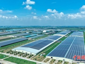 光伏板下奶牛“享清凉” 中国多地竞逐“光伏+”新赛道