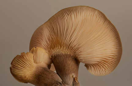 食药用菌业向新生长_fororder_ScreenShot_2025-12-12_091039_522