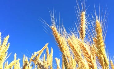 抓住粮食增产创造的回旋空间_fororder_微信截图_20251218090308