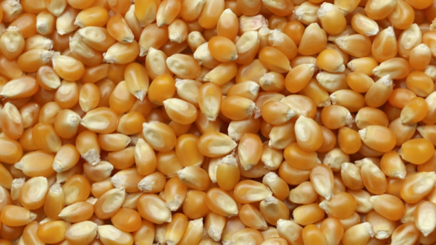 粮食增产改写“靠天吃饭”_fororder_ScreenShot_2025-12-25_092019_045