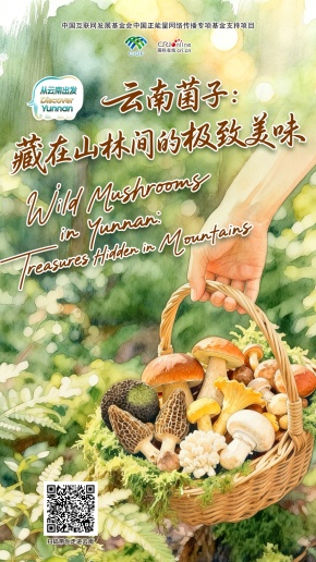 【从云南出发】云南菌子：藏在山林间的极致美味（海报）