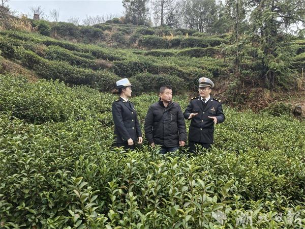 马年出口开门红 湖北大别山“金叶子”香飘海外